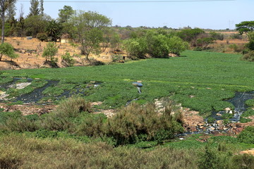 Flusslandschaft in Simbabwe