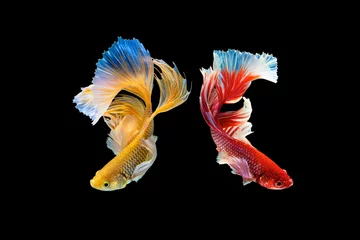 Foto op Plexiglas Het ontroerende moment mooi van rode en gele siamese betta vis of halve maan splendens vechten vis in thailand op zwarte achtergrond. Thailand noemde Pla-kad of dumbo big ear fish. © Soonthorn
