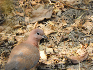 Dove on the grass
