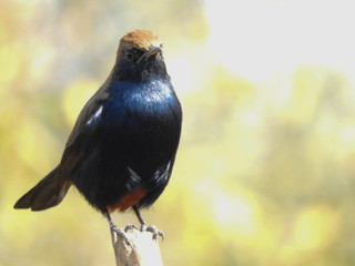 Indian Robin sitting on branch