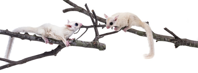 Australia sugar glider on white background