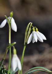 Flowering snowdrops in the woods