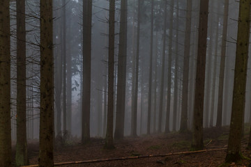 image of tall pine trees in the dark forest with branches on the ground with a lot of fog on a mysterious and cold morning on a winter day in the Belgian Ardennes
