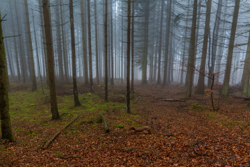 Forest landscape with huge thin bare tree trunks on a ground with dry leaves and moss with a gray background caused by mist, cold foggy winter morning in the Belgian Ardennes