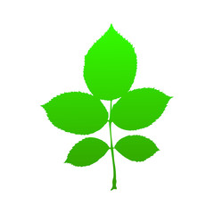 Green poplar sprig with leaves icon. Vector illustration.