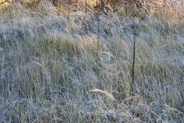Background of dry grass in frost in a meadow close-up. Frosty Sunny morning. Golden Autumn.