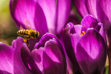 Krokusse mit Biene