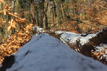 Verschneiter  Baumstamm