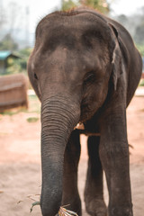 Fototapeta na wymiar Baby elephant carrying a sugarcane in his trunk in Chiang Mai Thailand