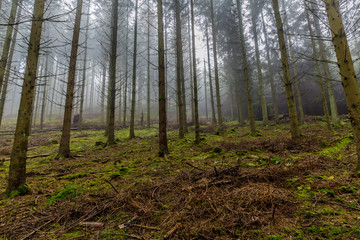 Hill in the forest with tall pine trunks against mist in background, moss and branches covering the ground, wooded landscape on a mysterious foggy cloudy morning, winter day in the Belgian Ardennes