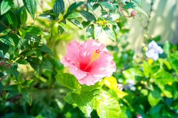 flower in garden