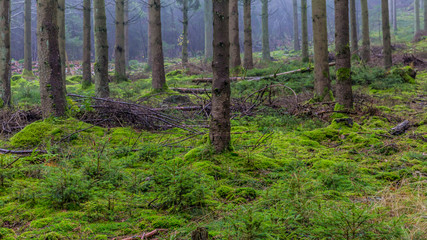 Forest landscape with tree trunks, green moss and dry branches covering the ground, light fog in background, mysterious cloudy morning on a winter day in forest of the Belgian Ardennes