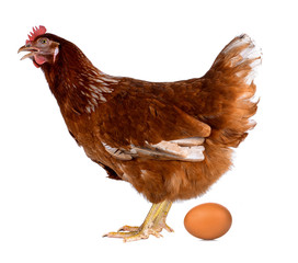 Hen eggs isolated on white background.