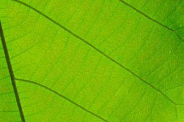 Green leaf abstract backgrounds and texture lines