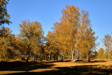 Herbst im Naturschutzgebiet Ried bei Grettstadt, Landkreis Schweinfurt, Unterfranken, Bayern, Deutschland