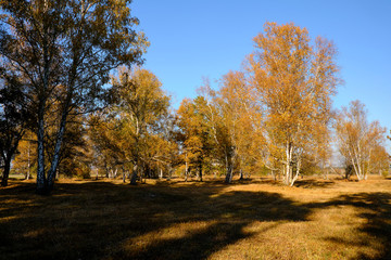 Herbst im Naturschutzgebiet Ried bei Grettstadt, Landkreis Schweinfurt, Unterfranken, Bayern, Deutschland