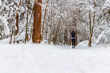 The young man skis. View from a back. Winter landscape in the forest