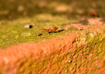 red ants