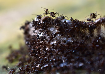 Black ants