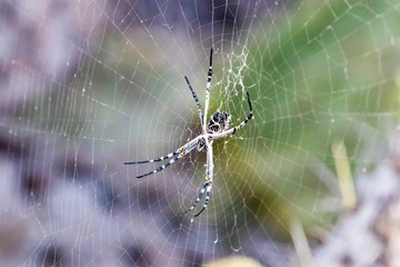 spider in spider web