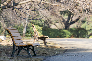 Bench and withered trees in a park expressing lonely atmosphere (Winter of Tokyo, Japan) 