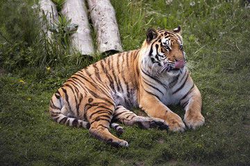 Naklejka na ściany i meble Siberian Tiger lays in the green grass