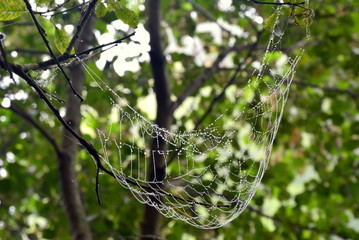 piękna pajęczyna na gałęzi
