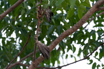 Bird carcass hold on the branches of tree.