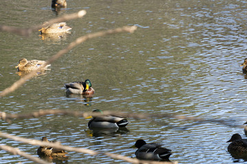 Flock of mallard ducks swimming in a river
