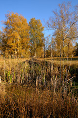 Herbst im Naturschutzgebiet Ried bei Grettstadt, Landkreis Schweinfurt, Unterfranken, Bayern, Deutschland