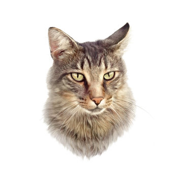 Cute cat isolated on white background. Realistic drawing of a cat with green eyes. Design template. Good for print on pillow, T-shirt. Art background, banner for pet shop. Hand painted illustration