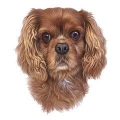 Cocker Spaniel dog isolated on a white background. Realistic Portrait of a Cute red puppy. Animal art collection Dogs. Hand Painted Illustration of Pet. Design template. Good for T-shirt, pillow, card