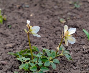 First spring flowers. Spring in garden.
