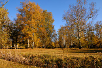 Herbst im Naturschutzgebiet Ried bei Grettstadt, Landkreis Schweinfurt, Unterfranken, Bayern, Deutschland