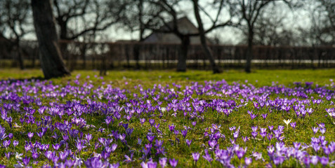 Colorful spring landscape in Carpathian village with fields of blooming Crocuses. Panoramic photo of Blooming purple flowers in the sunny spring day. Crocus meadow flowers.