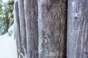 Natural background: wood logs covered with hoarfrost