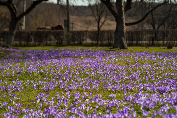 Obraz premium Colorful spring landscape in Carpathian village with fields of blooming crocuses. Blooming purple flowers in the sunny spring day. Crocus meadow flowers.