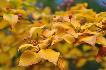 Golden leaves in autumn