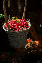 Harvest. Straw basket with red berries