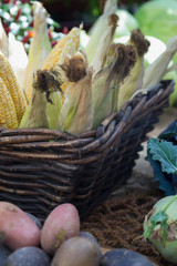 Corn cobs in basket. Harvesting season. Thanksgiving day concept