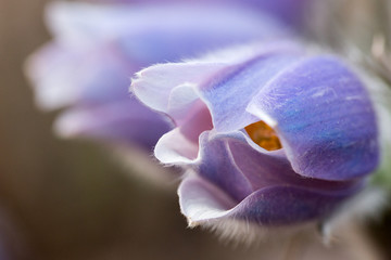 "Pulsatilla patens" - Prairie Crocus. Violet flowers close up. Pasqueflowers. Wild Spring beautiful Flowers.