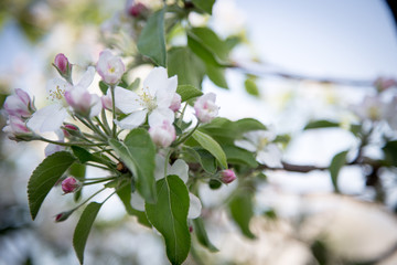 Close up apple blossom white flowers and blue sky spring background