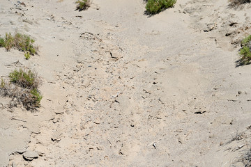 Dry land of Salt Creek trail. Death Valley National Park, California, USA