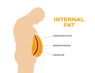 human belly and abdomen fat layer vector / subcutaneous and visceral fat