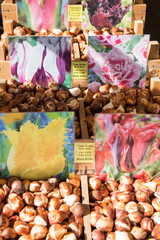 Fototapeta premium Colorful tulips on sale in Amsterdam flower market. flowers at the market in Amsterdam, Netherlands