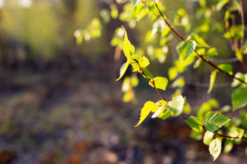 First spring leaves on blurred background. Fresh green leaf. Natural background
