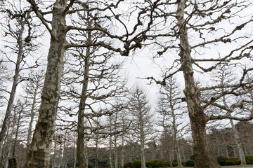 Withered tree lined avenue in a park expressing lonely atmosphere (Winter of Tokyo, Japan) 