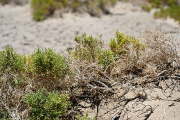 Salt Creek Trail in Death Valley National Park, California, USA