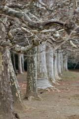 Withered tree lined avenue in a park expressing lonely atmosphere (Winter of Tokyo, Japan) 