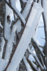 iced branches 3